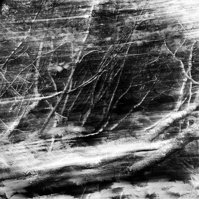 0003_alder(1).tif