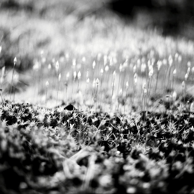 0010_moss.tif