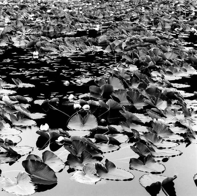 0004_lily pads.tif