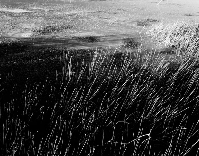 Reeds and Mary, Flagstaff, Arizona, 2011(1).jpg