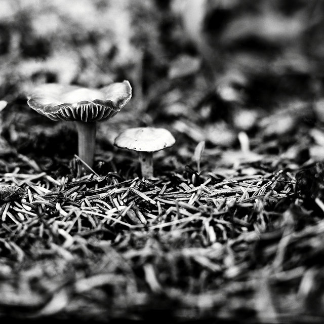 0007_mushrooms.tif