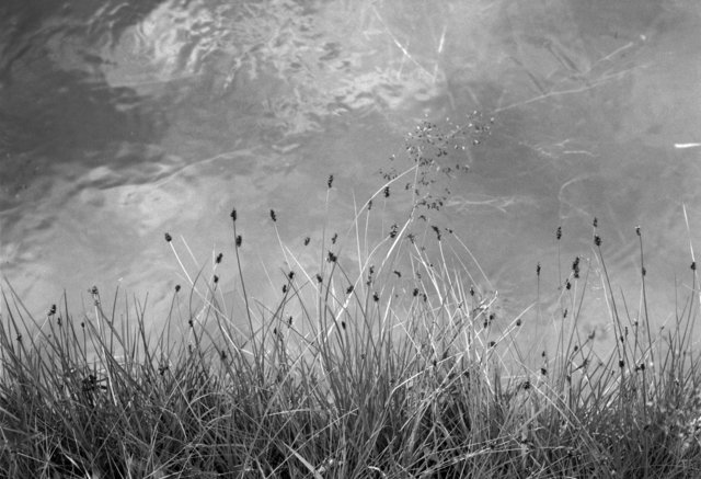 White Mountains, AZ. July 2016 #12.tif