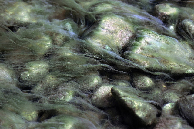 0008_algea.tif