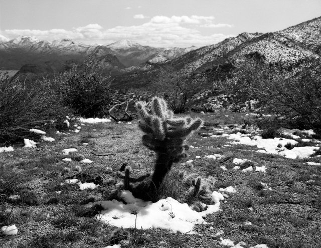 Cholla after snow - web.tif