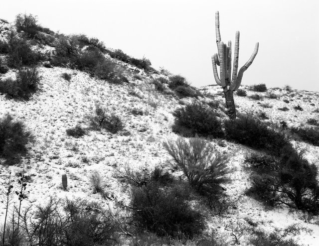 Saguaro during snow - web.tif