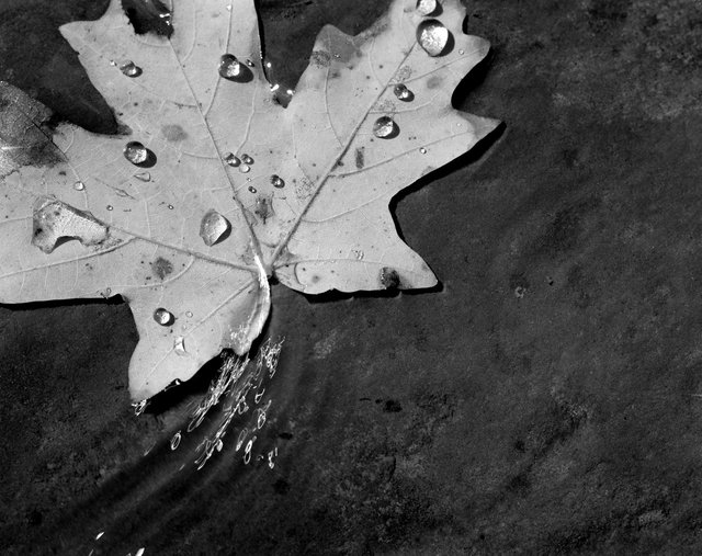 Maple Leaf First Edition Jpeg.tif