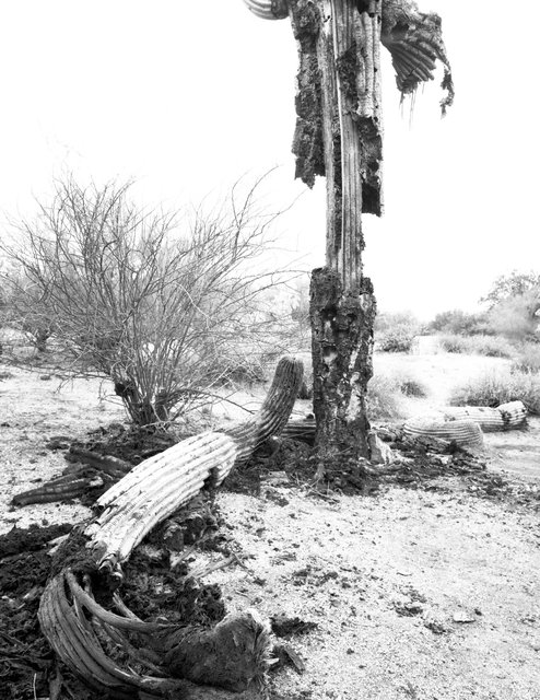 Saguaro Bacterial Necrosis. Superstition Mountains (online).tif
