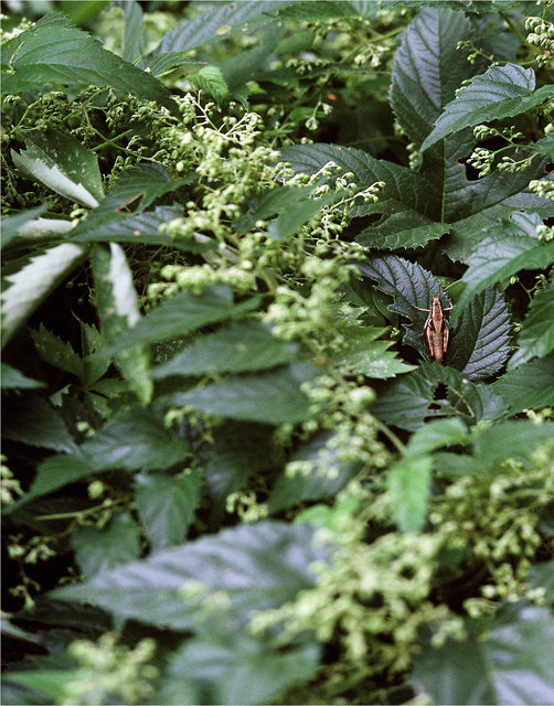 0004_grasshopper.tif