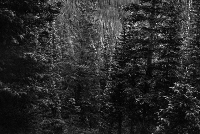 0004_Bowen Parika Mountains, Colorado, Summer 2015. Scan #13.tif