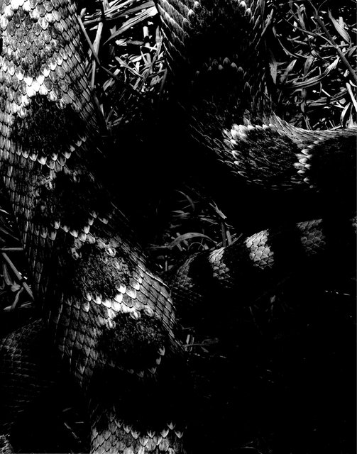 rattle snake.jpg