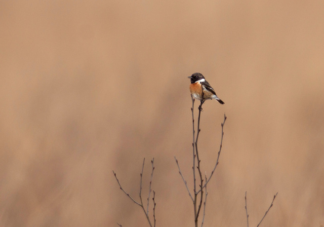 Roodborst tapuit