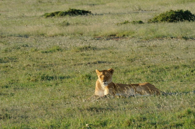 Savannah Lioness, Masai Mara