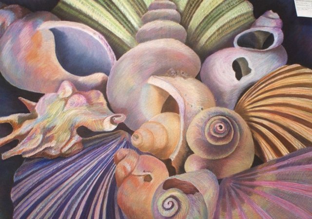 Shell Still Life by Alison Gracie