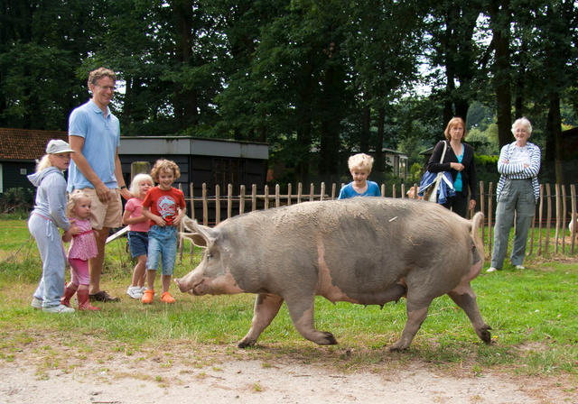 Varken. Bonte Bentheimer