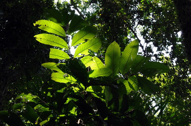 Mossman Gorge (11) VB.JPG