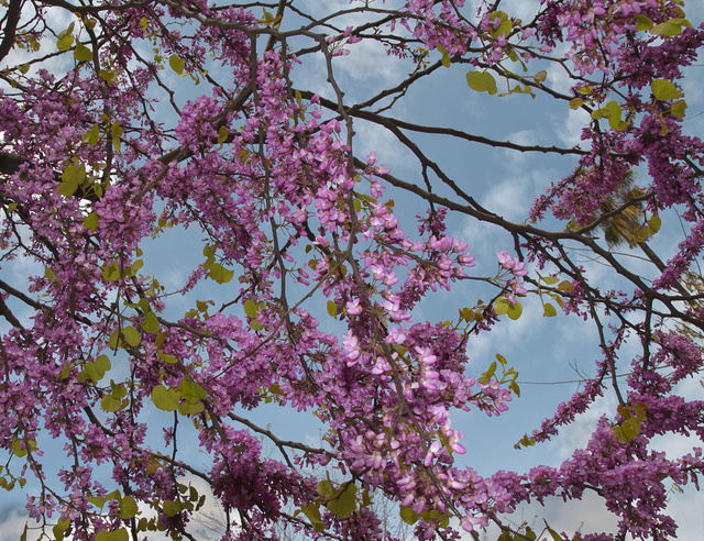Cherry Blossom_o.jpg