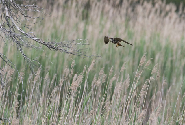 Hobby with dragonfly
