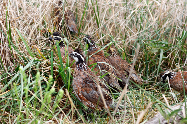 Covey of Northern Bobwhite Quail, southern Ohio