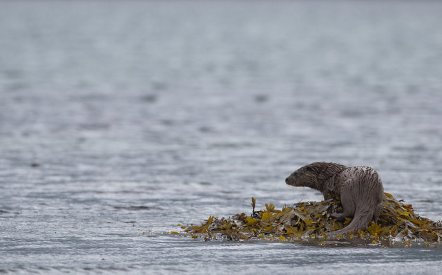 Otter