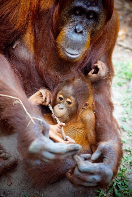 Mom and Baby Orangutans VI