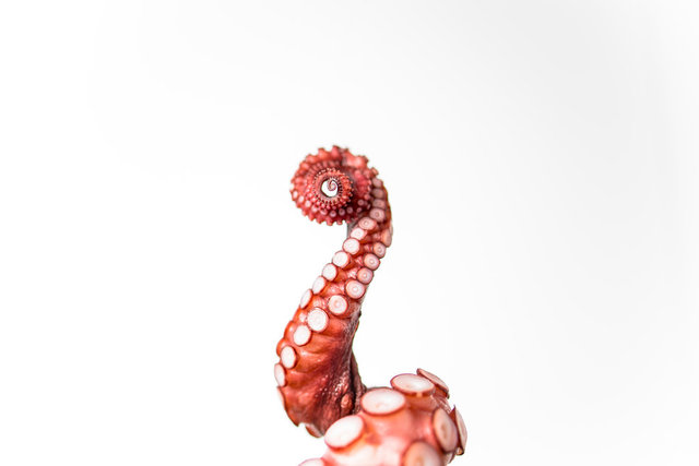 fishparts-3.jpg