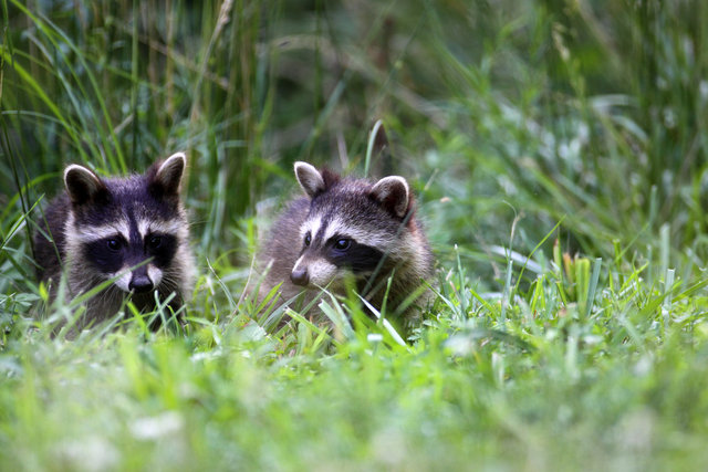 Common Raccoon Kits, Ohio
