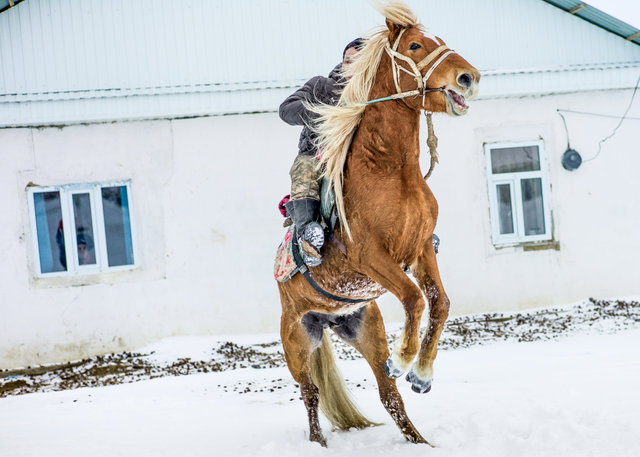 The horse-7.jpg