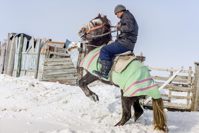 The horse-51.jpg
