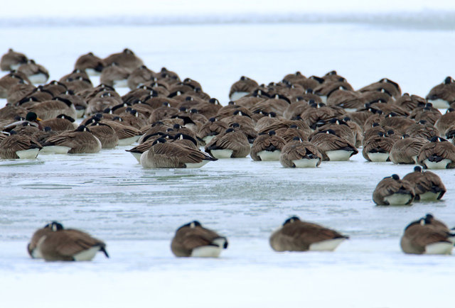 Canada Geese, February, southern Ohio