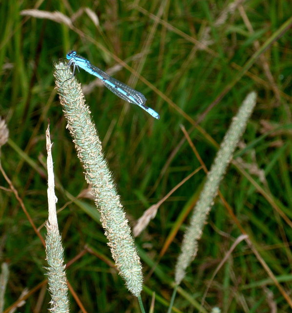 Blue & Black Dragon Fly VB.JPG