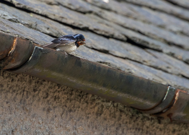 Swallow