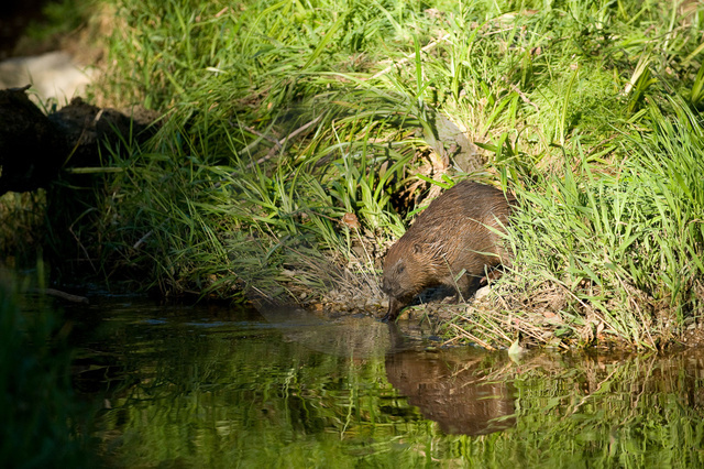 Tiere-Biber-42.jpg