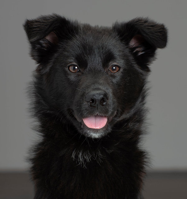 rocco2190247.jpg