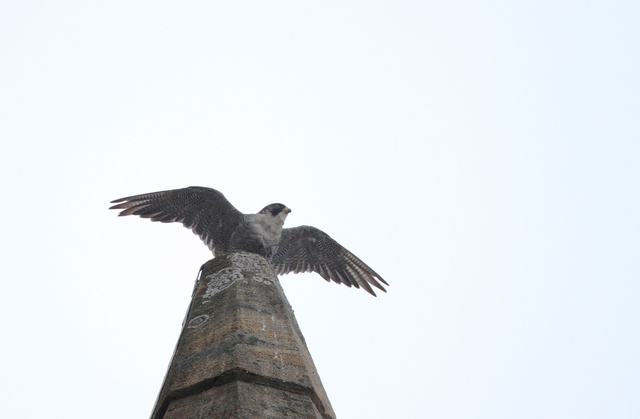 Peregrine Falcon