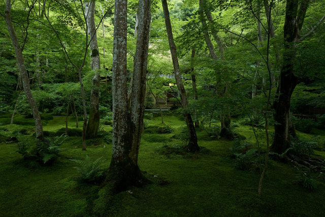 Gioji Kyoto