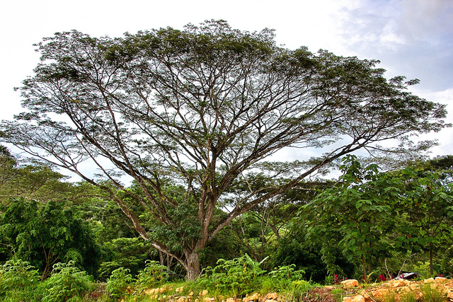 Reaching for the Sky