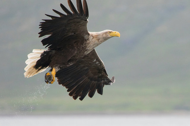 White-tailed eagle