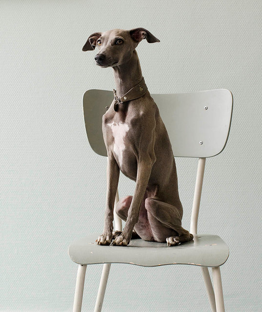 Kiki Groot Hond op stoel, 2016
