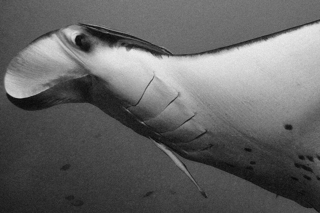 manta_detail_grain copy.jpg