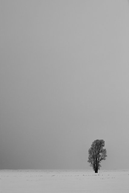 lonetree_B&W.jpg