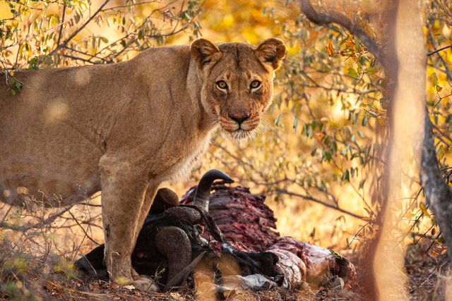 lioness stare.jpg