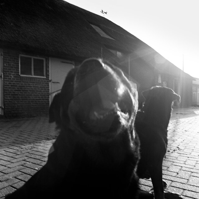 rotweilerclose - 2006-04-03 at 11-54-47.jpg