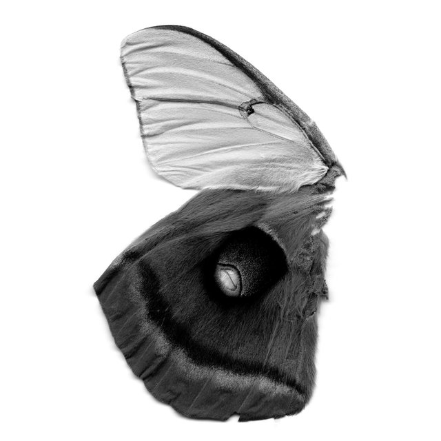 Moth Wings (female luna, male polyphemus), 21st century