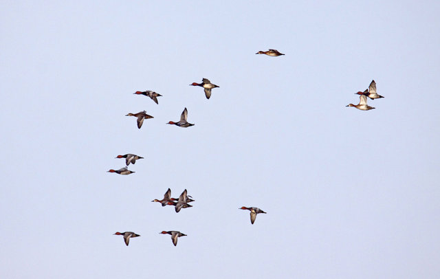 Redheads, March, South Central Ohio