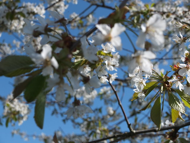 White Blossom 9 by Alison Gracie