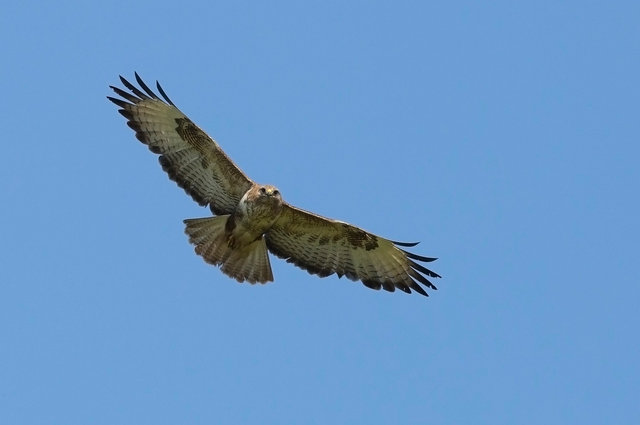 Buzzard