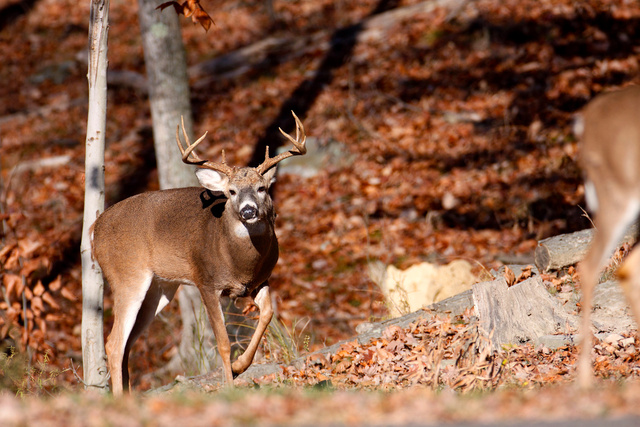 White-tailed buck, southern Ohio