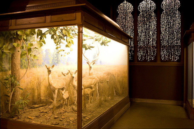 031_NHM_144.jpg