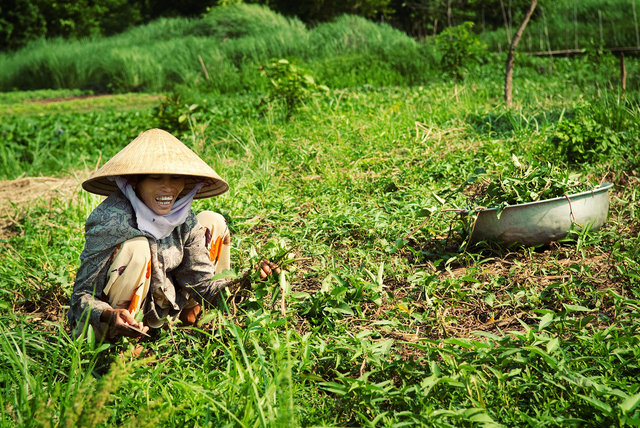 Farmer Vietnam