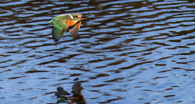 Kingfisher